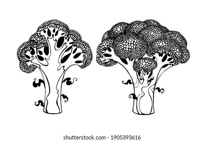 Vector drawing of broccoli black and white graphics, cut broccoli, cauliflower, cabbage, cabbage inflorescences, delicious healthy natural, hand-drawn, natural eco-product, farmer, vegetarian.