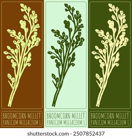 Vector drawing BROOMCORN MILLET. Hand drawn illustration. Latin name is PANICUM MILIACEUM L.
