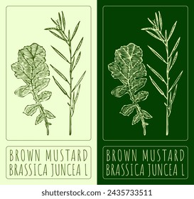 Vector drawing BROWN MUSTARD. Hand drawn illustration. The Latin name is BRASSICA JUNCEA L.
