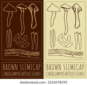 Vector drawing BROWN SLIMECAP. Hand drawn illustration. Latin name is CHROOGOMPHUS RUTILUS SCHAEFF.
