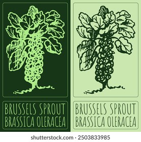 Vector drawing BRUSSELS SPROUT. Hand drawn illustration. Latin name is BRASSICA OLERACEA GEMMIFERA GROUP.

