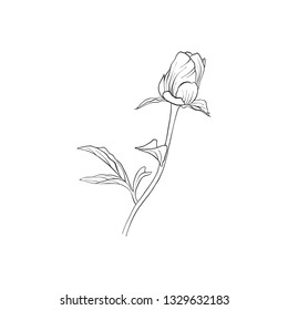vector drawing bud of peony flower, isolated floral element, hand drawn botanical illustration