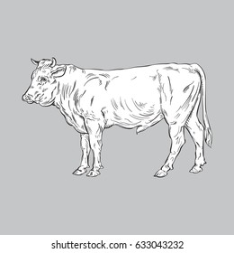 Vector drawing of a / Bull line art / Easy to edit add colour to isolated bull. No effects or gradients used