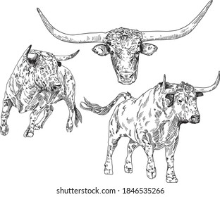 Vector drawing of a bull standing and running. Bull head