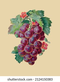 Vector drawing of a bunch of grapes in vintage style 