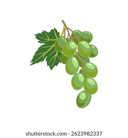 vector drawing bunch of green grape with leaf isolated at white background, hand drawn illustration