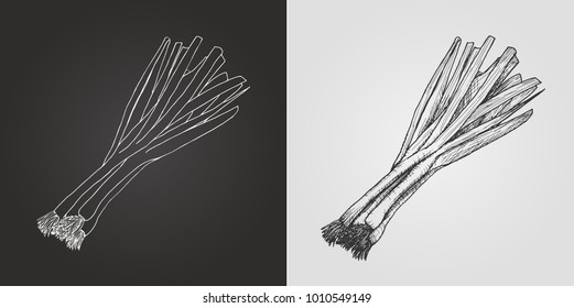 Vector drawing of a bunch of calçots. Scallions.