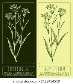 Vector drawing Bupleurum. Hand drawn illustration. The Latin name is Bupleurum scorzonerifolium.
