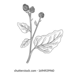 vector drawing burdock, Arctium lappa , hand drawn illustration