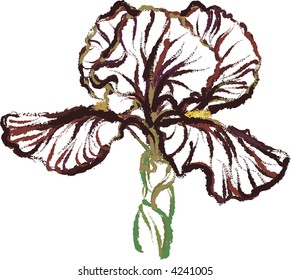 Vector drawing of a Burgundy Iris.