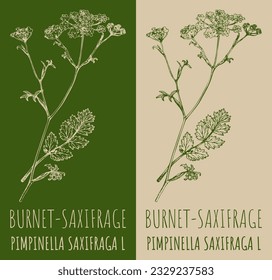 Vektorgrafik BURNET-SAXIFRAGE. Handgezeichnete Illustration. Der lateinische Name ist PIMPINELLA SAXIFRAGA L.
