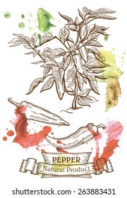 Vector drawing of   bush with chili peppers which are located on the watercolor background