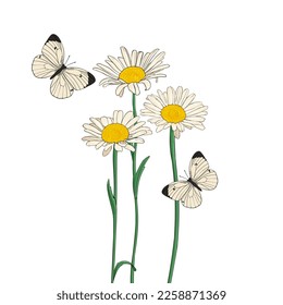 vector drawing butterflies and flowers, daisies, blooming chamomiles , floral background, hand drawn natural illustration