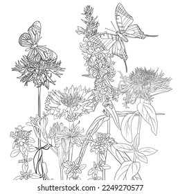 vector drawing butterflies and flowers, flowering meadow, black and white coloring page, hand drawn illustration