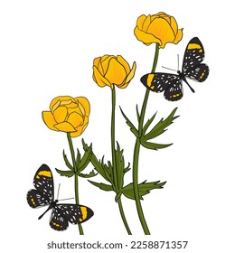 vector drawing butterflies and flowers, yellow globeflowers, floral background, hand drawn natural illustration