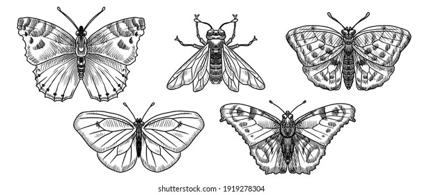 vector drawing butterflies, set of insects, hand drawn illustration