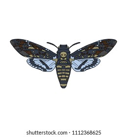 vector drawing butterfly, death's-head hawkmoth, hand drawn illustration