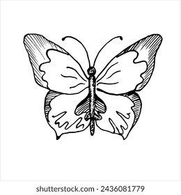 Vector drawing of Butterfly. Hand drawn linear illustration of flying insect in black and white colors. Vintage outline sketch for icon or logo painted by inks for greeting cards