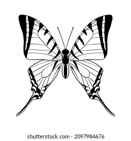 dibujo vectorial mariposa, protesilaus protesilaus, ilustración de mano