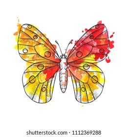 vector drawing butterfly with watercolor paint stains, hand drawn illustration