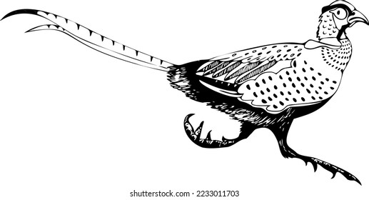 Vector drawing by hand. Frightened pheasant