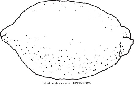 vector drawing by hand simple Doodle citrus fruit lemon black outline isolated on white background
