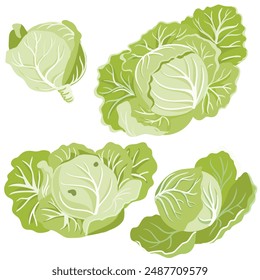 vector drawing cabbage, green leaf vegetables isolated at white background, hand drawn illustration