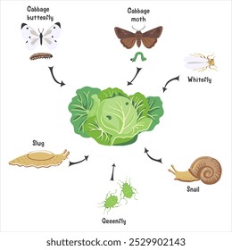 repolho e pragas de desenho de vetores, vegetal de folha verde e insetos no solo, ilustração desenhada à mão