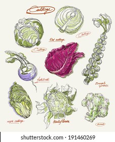 Vector Drawing Of Cabbage Set