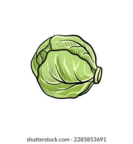 vector drawing cabbage , vegetable isolated at white background, hand drawn illustration