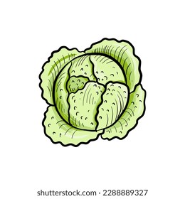 vector drawing cabbage , vegetable isolated at white background, hand drawn illustration