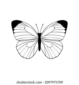 vector drawing cabbage white butterfly, hand drawn illustration