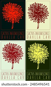 Vector drawing CACTUS INFLORESCENCE. Hand drawn illustration. The Latin name is DAHLIA CAV
