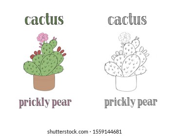 Vector drawing of a cactus in a pot. Vector cactus of the genus prickly pear. Cactus with berries, flowers, buds. vector lettering of the name of a cactus. two options - color and black and white.