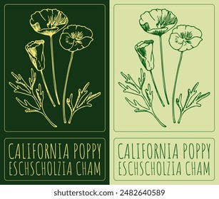  dessin de Image vectorielle CALIFORNIA POPPY. Illustration dessinée à la main. Le nom de la Musique latine est ESCHSCHOLZIA CHAM
