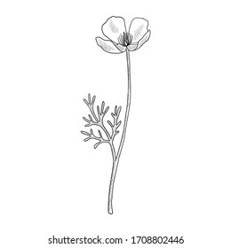 vector drawing Californian poppy, Eschscholzia californica, hand drawn illustration