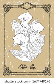 Vector drawing of Calla Lily flower on texture background. Vintage botanical illustration with floral element and nature object in frame, line art graphic drawing. See my full collection of plants.