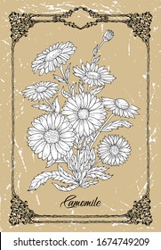 Vector drawing of Camomile flower on texture background. Vintage botanical illustration with floral element and nature object in frame, line art graphic drawing. See my full collection of plants.