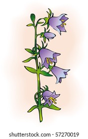 Vector drawing. Campanula is one of several genera in the family Campanulaceae with the common name bellflower.