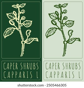 Vektorgrafik CAPER SHRUBS. Handgezeichnete Abbildung. Der lateinische Name ist CAPPARIS L.
