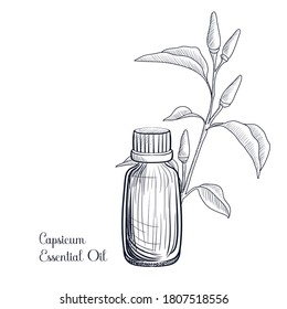 vector drawing capsicum essential oil, Capsicum frutescens, hand drawn illustration