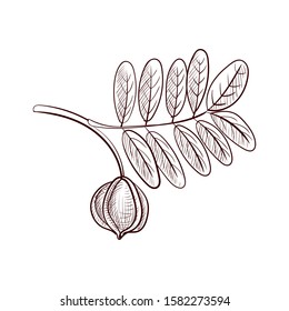 vector drawing carapa branch, hand drawn illustration