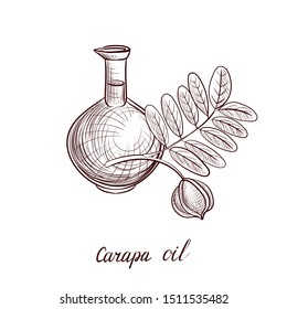 vector drawing carapa oil, bottle of vegetable oil and carapa branch,hand drawn illustration