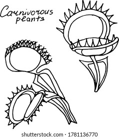 Vector drawing of carnivorous predatory plants. Nature. Sketch, illustration. decorative