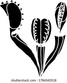 Vector drawing of carnivorous predatory plants. Nature. Sketch, illustration. decorative