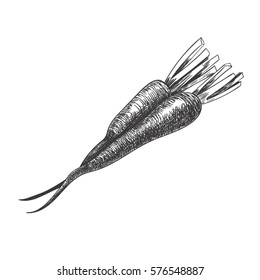 Vector drawing carrots. Hand drawn engraved style illustration. Detailed sketch. 