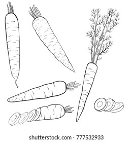 vector drawing carrots, isolated vegetables, hand drawn illustration