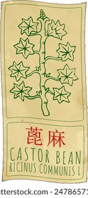 Vector drawing CASTOR BEAN in Chinese. Hand drawn illustration. The Latin name is RICINUS COMMUNIS L.
