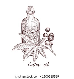 vector drawing castor oil, bottle of vegetable oil and ricinus plant ,hand drawn illustration