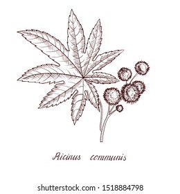 vector drawing castor plant, ricinus plant ,hand drawn illustration